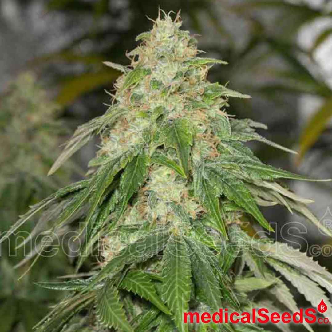 Reife Some Sweet Cannabisblüte mit dichter Struktur, harzigen Trichomen und hellen Blütenstempeln