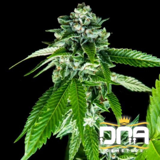 Dichte Sorbet Dreams Blüte mit leuchtend grünen Blättern und dicker Schicht aus weißen Trichomen