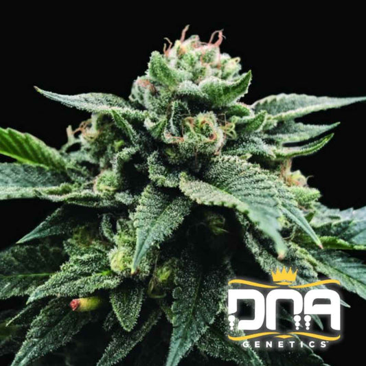 Sorbet Stash Blüte mit dichten, harzüberzogenen Buds und orangefarbenen Blütenfäden