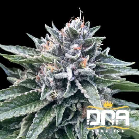 Sorbet #4 Blüte mit dichten Harztrichomen und orangefarbenen Blütenhärchen auf kräftig grünen Blättern.