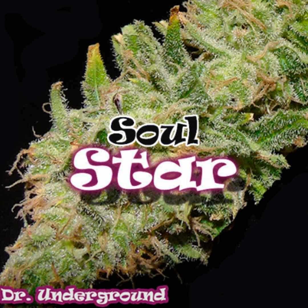 Soul Star Cannabis Blüte mit dichten, harzigen Buds und hellgrünen Kelchen sowie orangefarbenen Härchen