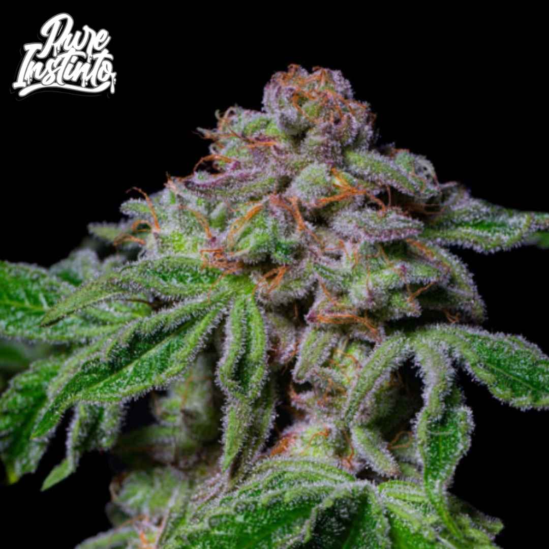 Sour Aloha Cannabisblüte mit dichten Trichomen, orangefarbenen Stempeln und harzigen Blättern in der Blütephase