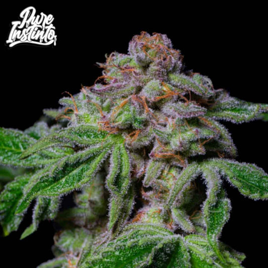 Sour Aloha Cannabisblüte mit dichten Trichomen, orangefarbenen Stempeln und harzigen Blättern in der Blütephase
