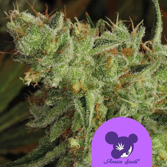Nahaufnahme einer Sour Apple Cannabisblüte mit dichten Harztrichomen und orangefarbenen Blütenhaaren