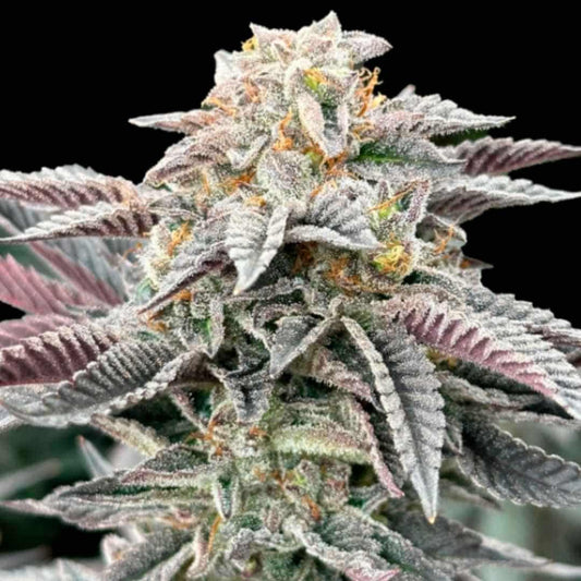 Sour Burger Cannabisblüte mit dichten, harzigen Buds und violett gefärbten Blättern