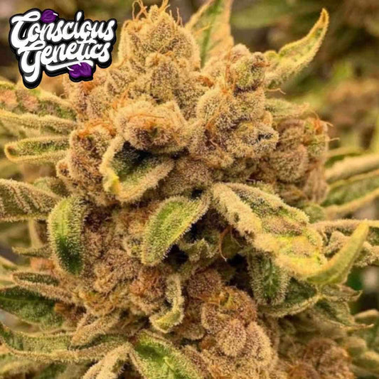 Sour Cuntz Cannabisblüte mit dichten Trichomen, orangefarbenen Härchen und harzigen grünen Blättern
