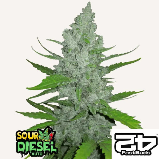 Dichte, harzige Buds der Sorte Sour Diesel Auto mit leuchtend grünen Blättern und kompaktem Wuchs.