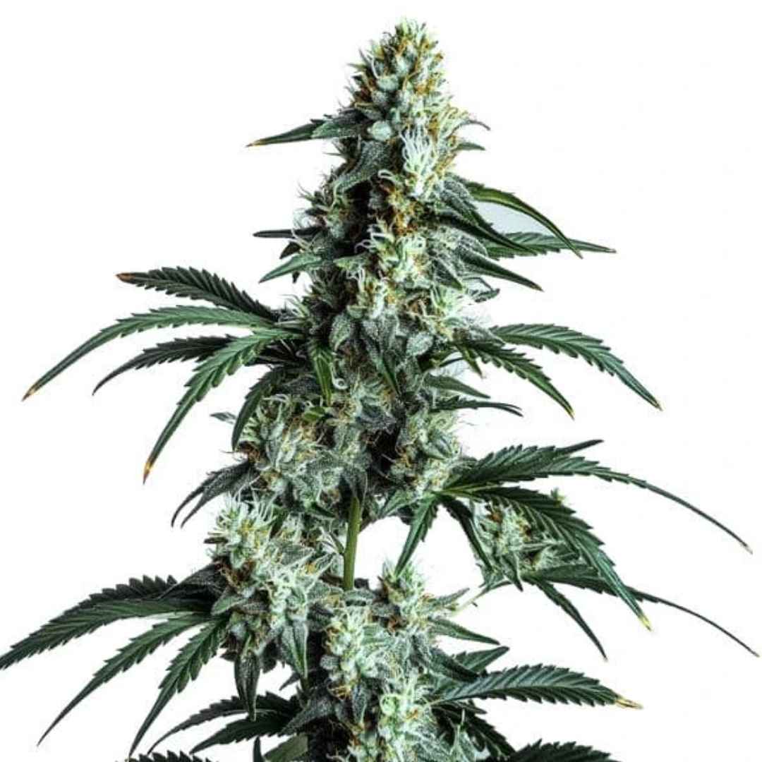 Sour Diesel Blüte mit harzigen, dichten Buds und langen schmalen Blättern in der späten Blütephase