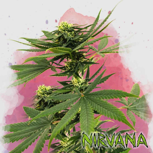 Sour Diesel Pflanze mit dichten grünen Buds und langen, schmalen Blättern in der Blütephase.