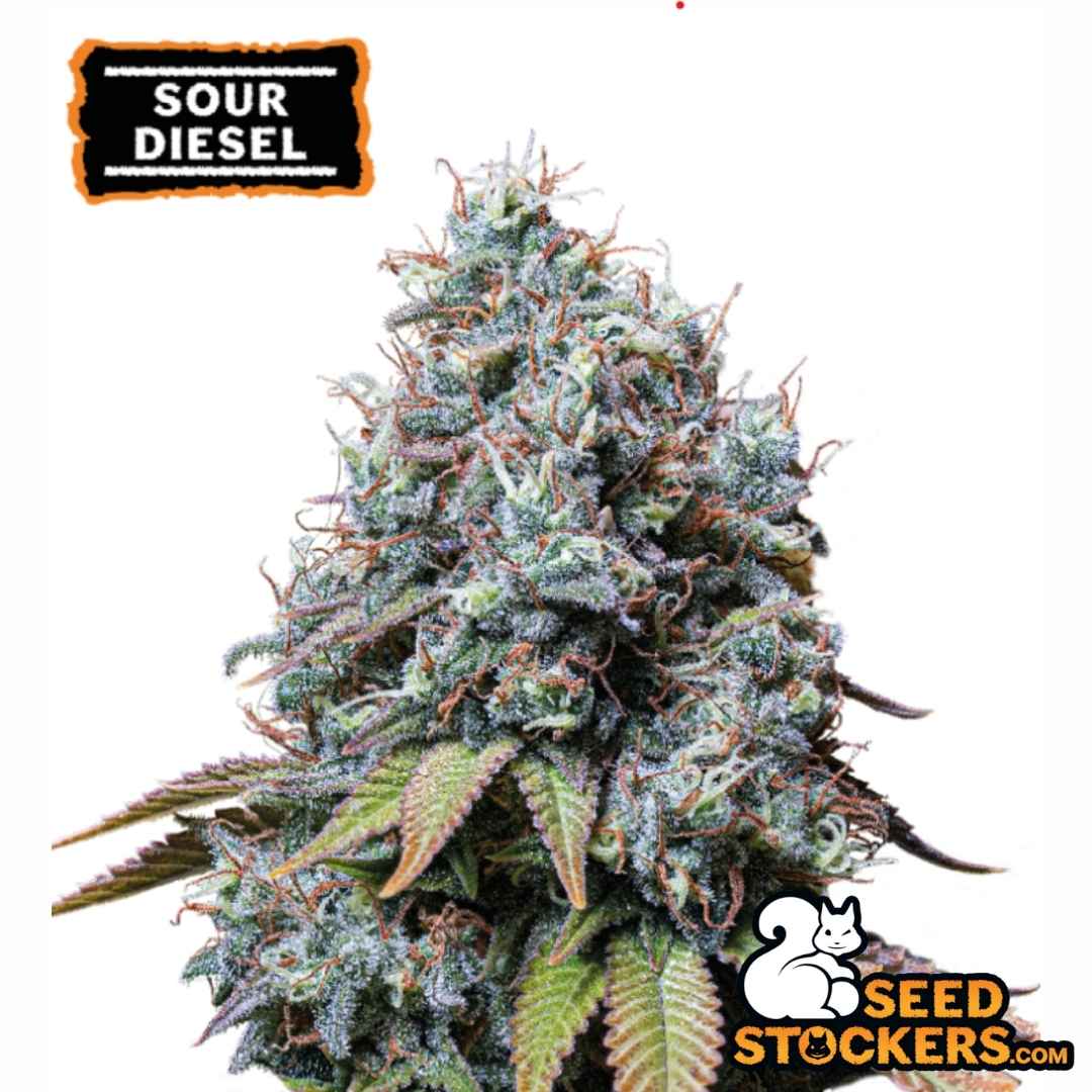 Sour Diesel Cannabisblüte mit dichten Buds, starkem Harzbesatz, orangefarbenen Blütenstempeln und gezackten Zuckerblättern