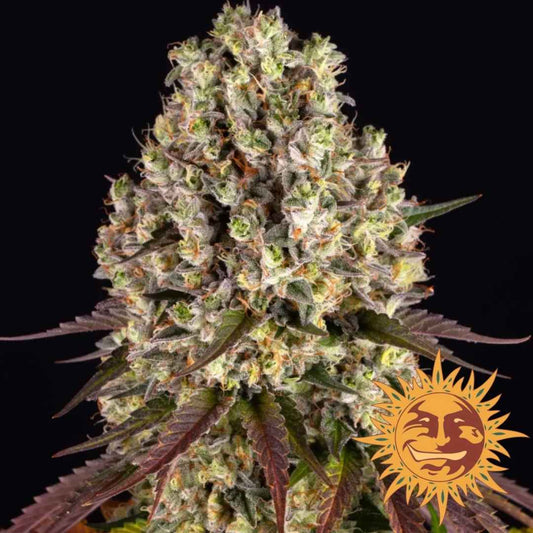 Sour Diesel Bud mit dichten, harzigen Blüten und orangefarbenen Härchen