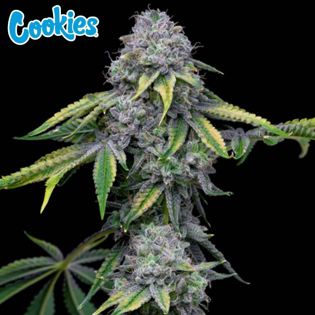 Sour Dubb X Hollywood Blüte mit dichten harzigen Buds und violetten Nuancen sowie gezackten Blättern