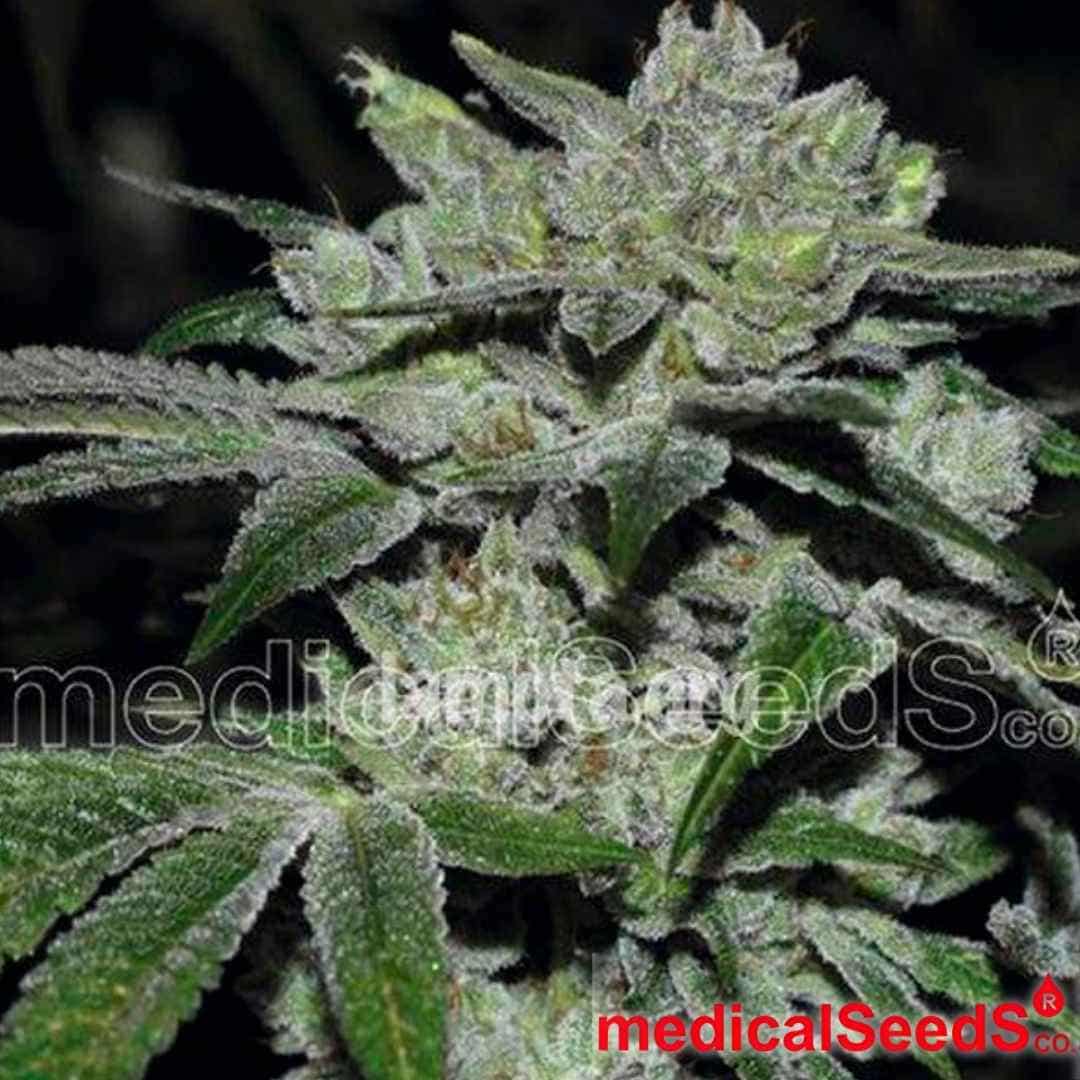 Sour Glue Cannabispflanze mit dichten, harzigen Blüten und stark ausgeprägten Trichomen