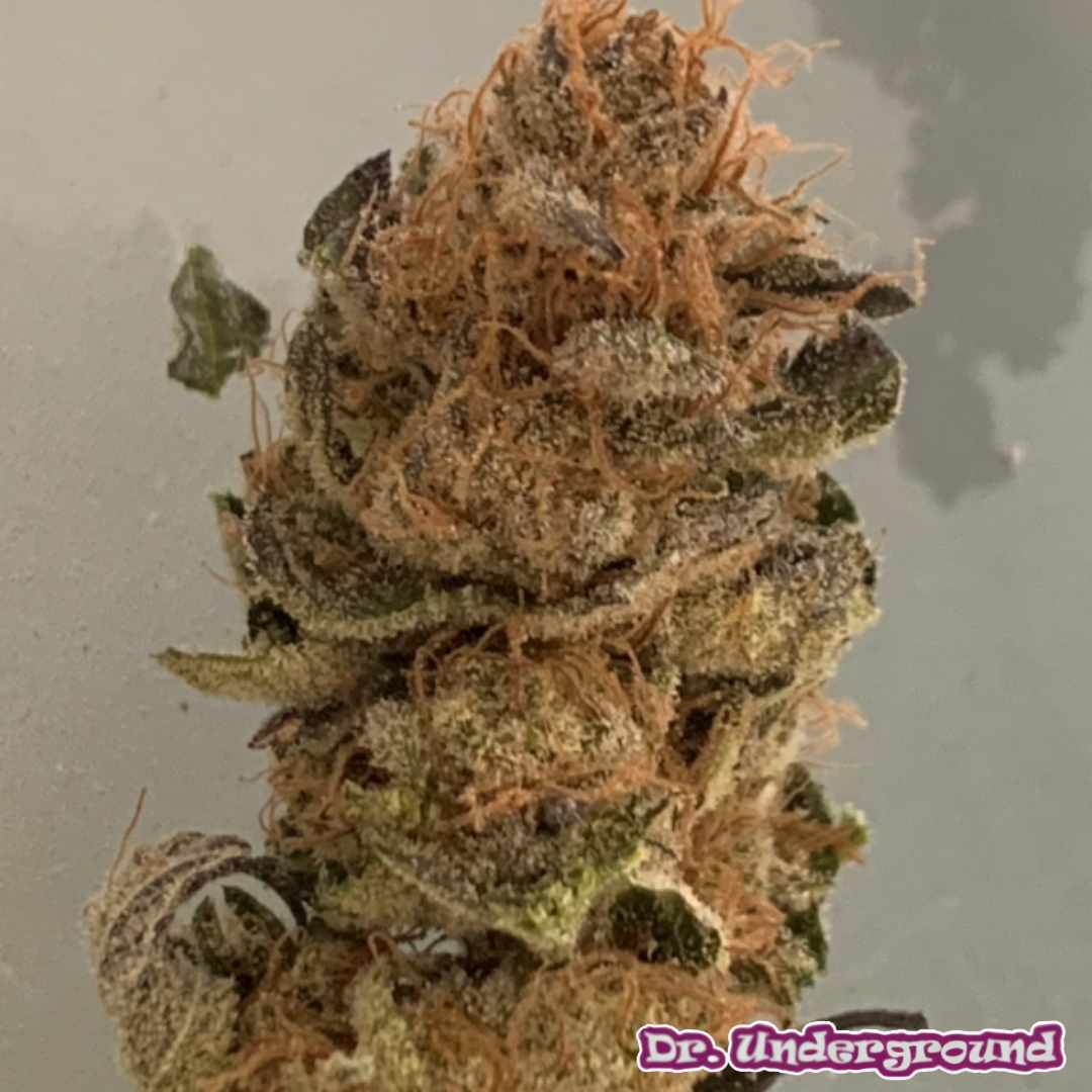 Sour Gummy Cannabis Blüte mit dichten Buds, orangefarbenen Härchen und starker Harzschicht