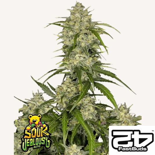 Sour Jealousy Auto Pflanze mit dichten, harzreichen Buds und leuchtend grünen Blättern