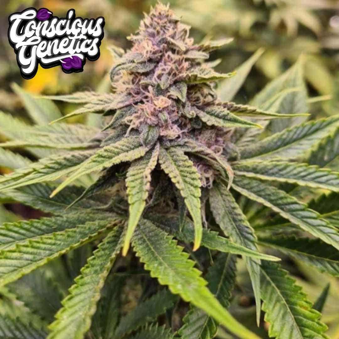 Sour Mc Kuntz Blüte mit violetten Akzenten, dichter Harzschicht und schmalen grünen Blättern