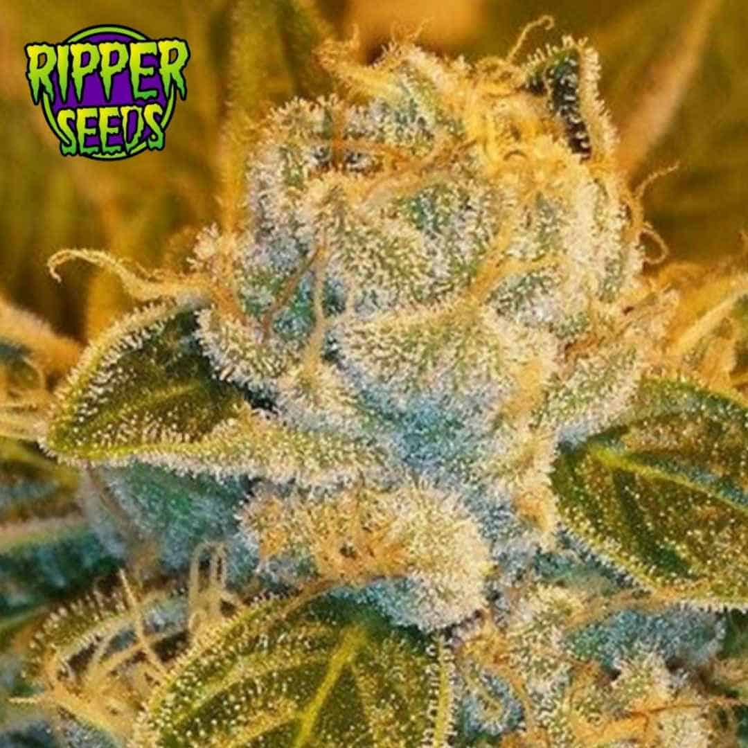 Sour Ripper Blüte mit dichter Harzschicht, orangefarbenen Blütenfäden und dunkelgrünen Zuckerblättern
