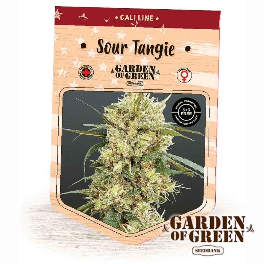 Harzige Sour Tangie Blüte mit dichten Buds und leuchtenden Orangehärchen