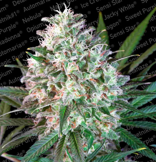 Harzige Space Cookies Buds mit weißen Trichomen, orangenen Blütenhaaren und tiefgrünen Zuckerblättern.
