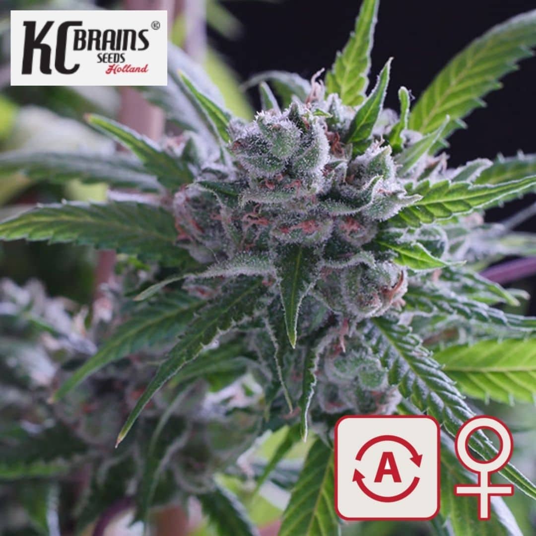 Auto Space Mango Blüte mit Harz, grünen Blättern und feminisiertem Autoflower-Symbol