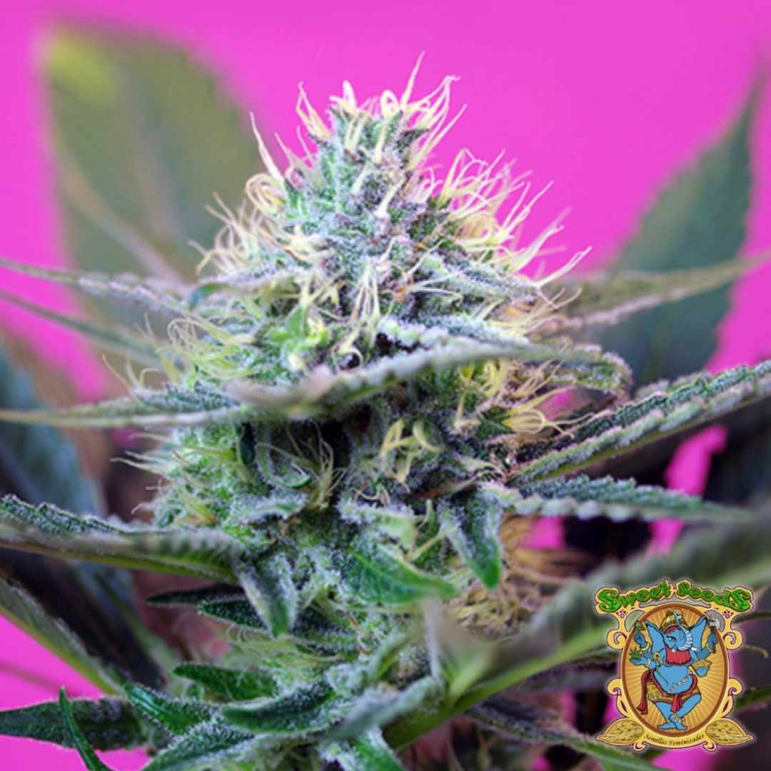 Nahaufnahme einer harzreichen +Speed Auto Blüte mit weißen Blütenhaaren und dichten grünen Buds.