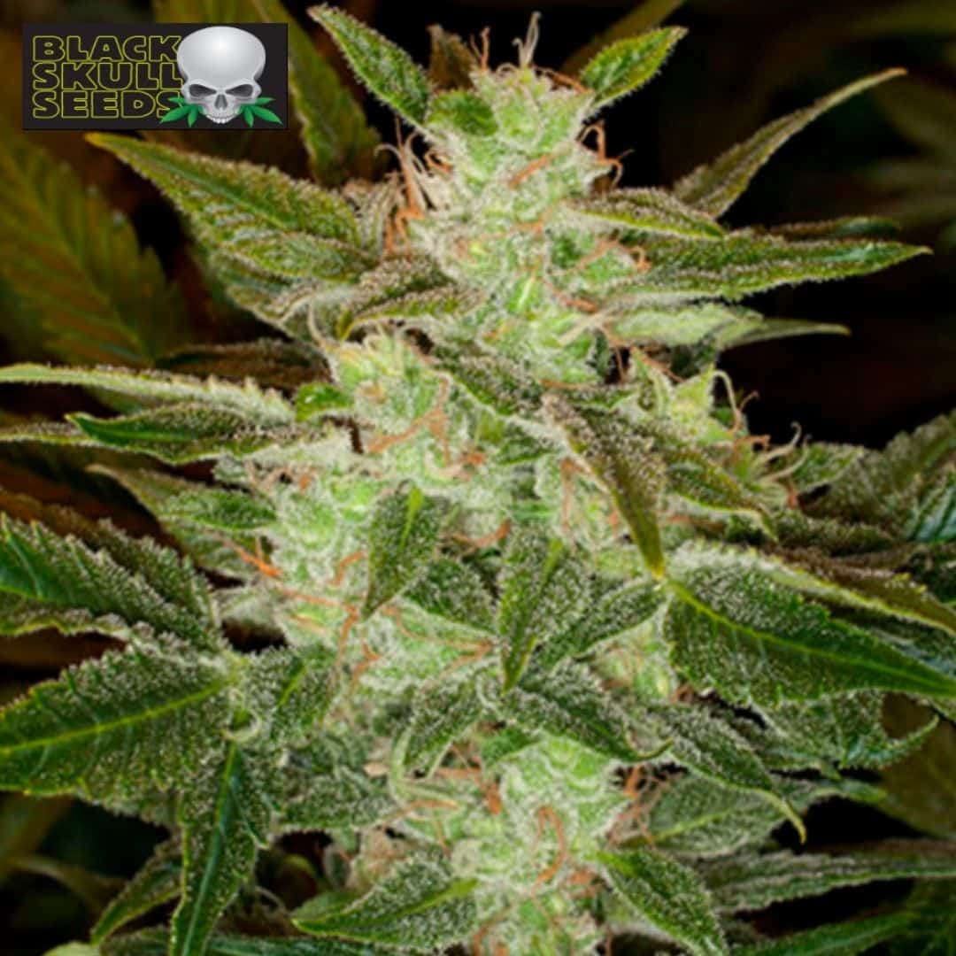 Auto Speed Haze Blüte mit dichten Trichomen und feinen orangefarbenen Stempeln