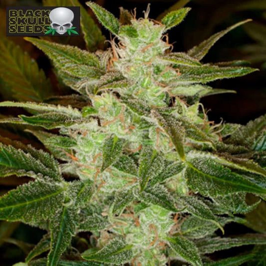 Auto Speed Haze Blüte mit dichten Trichomen und feinen orangefarbenen Stempeln