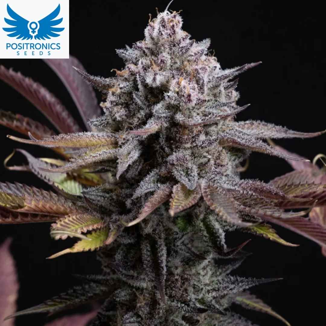 Spicy Cherry Cannabisblüte mit dichten, harzigen Buds und violett gefärbten Blättern, stark mit Trichomen bedeckt