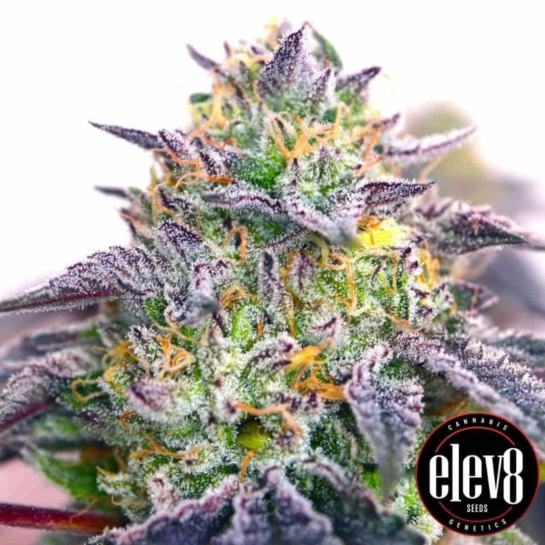 Spicy Guava Blüte mit frostigen Trichomen und violett-grünen Nuancen