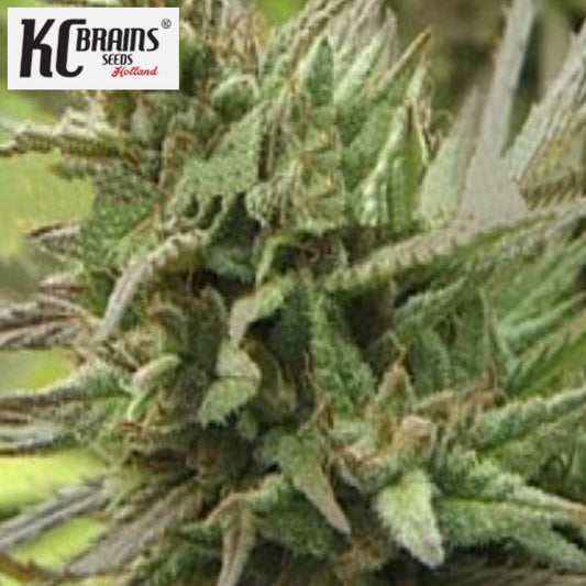 Spontanica Cannabisblüte mit harzigen Kelchen und feinen orangefarbenen Blütenfäden