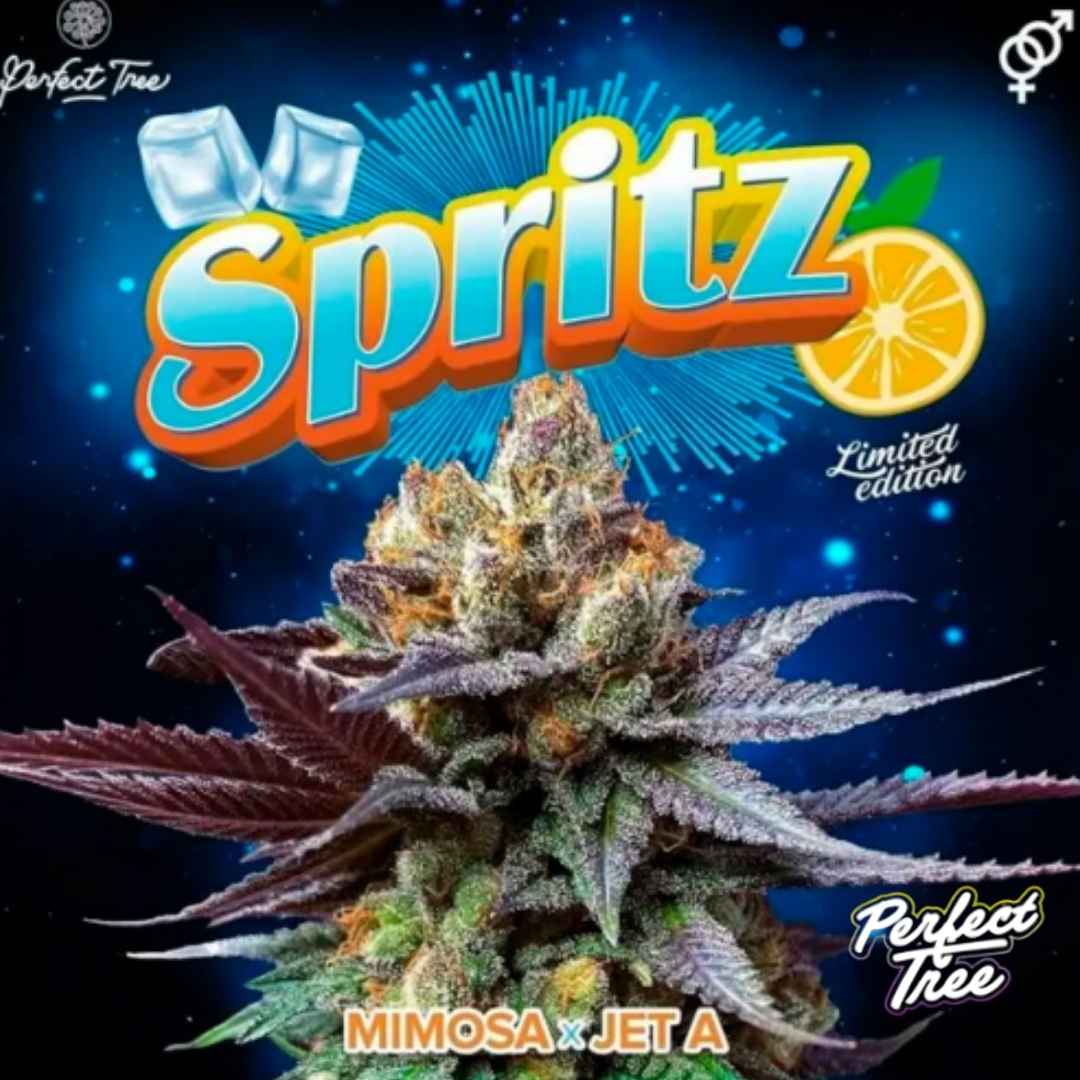 Spritz Cannabisblüte mit dichten harzigen Buds und violett-grünen Blättern, Mimosa x Jet A Genetik