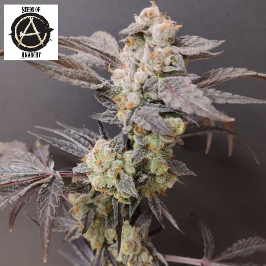 Spritzade Cannabisblüte mit dichten, harzigen Buds und dunklen violetten Blättern