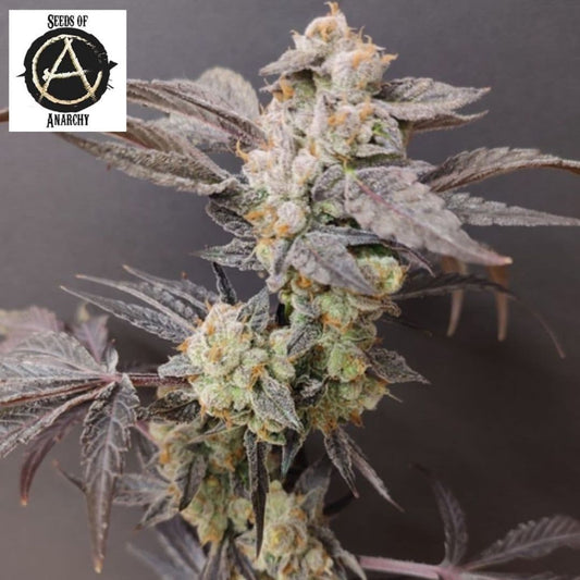 Spritzade Cannabisblüte mit dichten, harzigen Buds und dunklen violetten Blättern