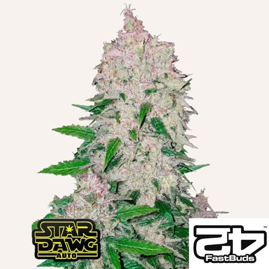 Stardawg Auto mit dichten, harzigen Buds, lila Nuancen und leuchtend grünen Blättern von Fast Buds.