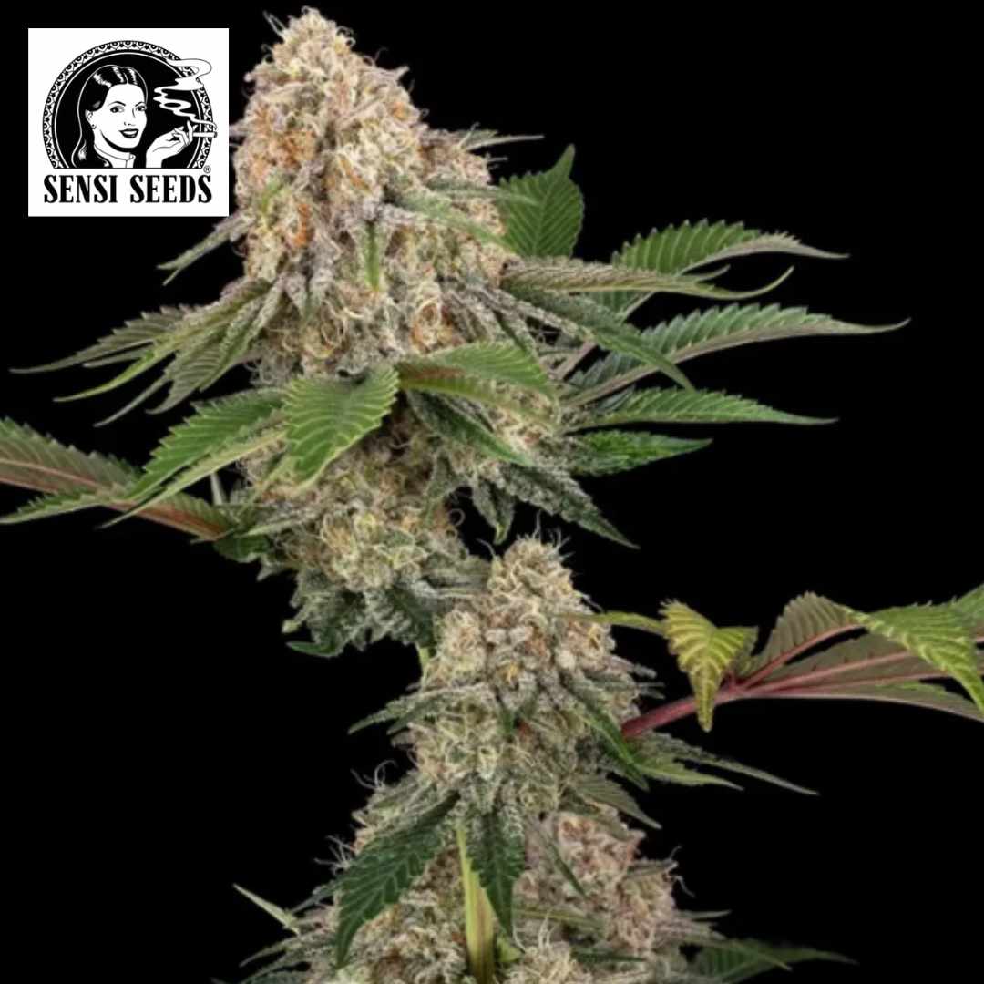 Harzige Sticky Berry Mints XXL Blüte mit dichten Kelchen, orangefarbenen Härchen und gezackten Blättern
