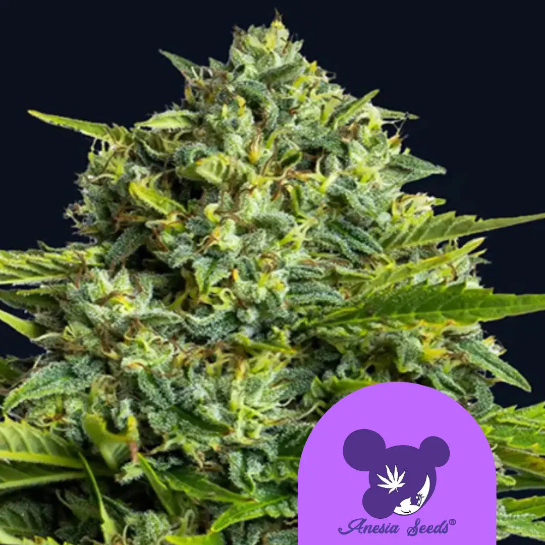 Sticky Boof Cannabisblüte mit dichten Trichomen und einem Mix aus grünen und orangefarbenen Tönen.