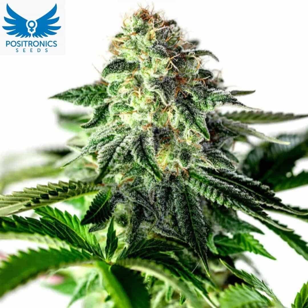 Sticky Dream Auto Cannabisblüte mit dichten, harzigen Buds und vielen orangefarbenen Blütenstempeln