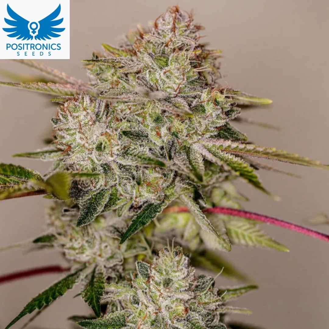 Sticky Dream Cannabisblüte mit dichter Harzschicht und kompakten Buds, indica-dominante Sorte mit starkem Trichombesatz