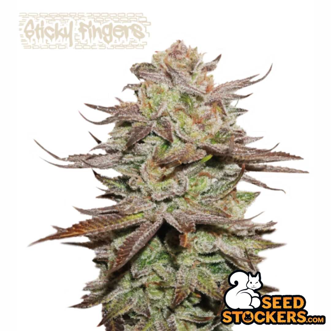 Kompakte Auto Sticky Fingers Blüte mit dichten, harzigen Buds und violett-grünen Zuckerblättern