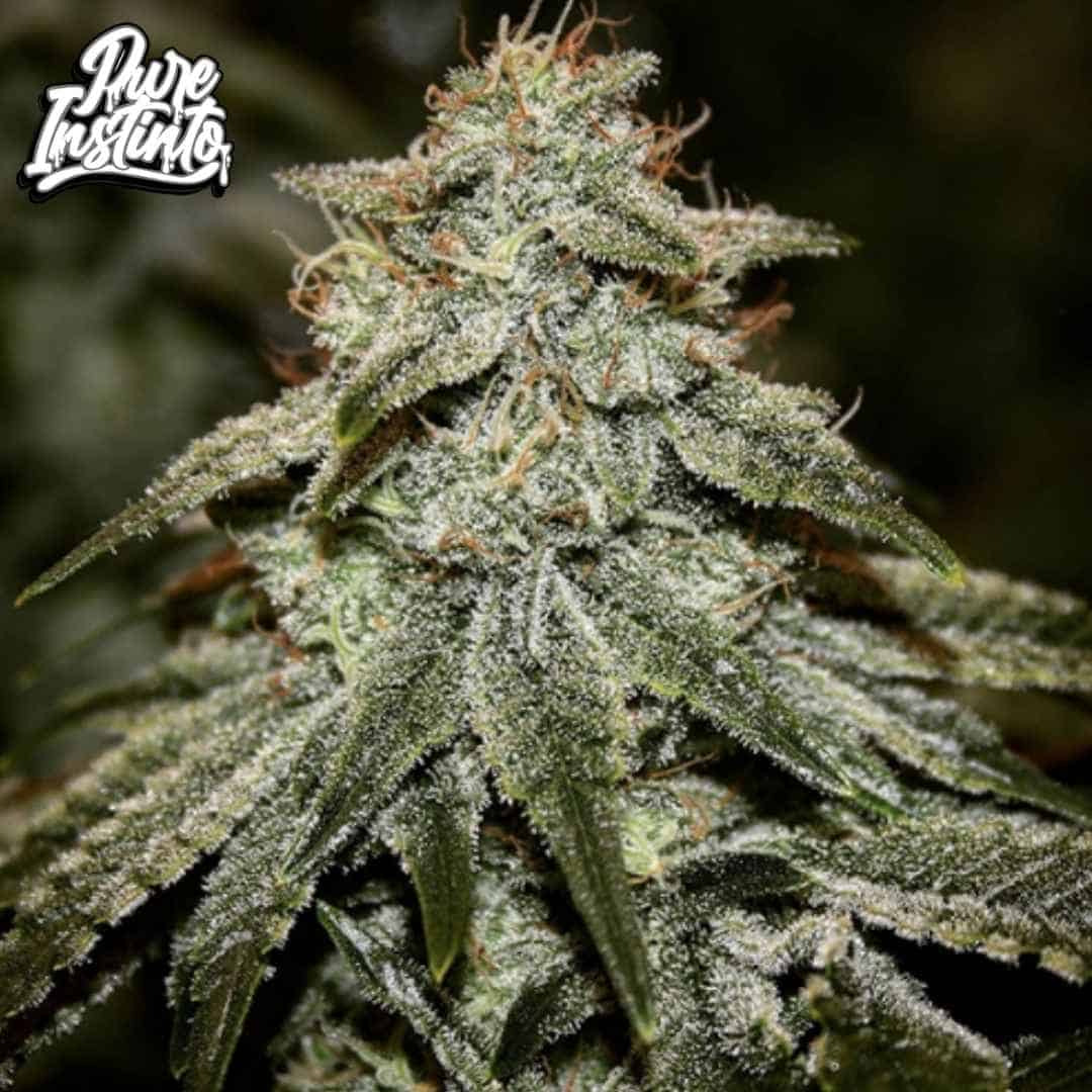 Sticky Gorilla #4 Blüte mit dichten, harzigen Buds und sichtbaren Trichomen sowie orangefarbenen Härchen
