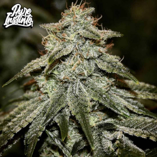 Sticky Gorilla #4 Blüte mit dichten, harzigen Buds und sichtbaren Trichomen sowie orangefarbenen Härchen