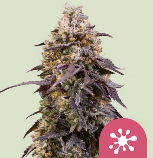 Sticky Queen Cannabispflanze mit harzigen, dichten Blüten und violetten Blättern.