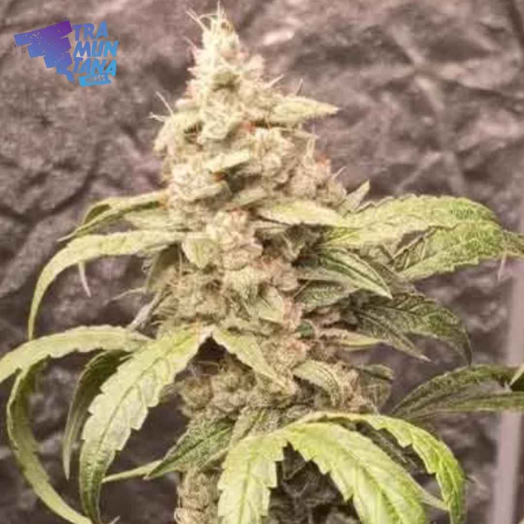 Harzreiche Stinky Dog x Zkittles x Purple Punch Blüte mit dichten grünen Kelchen