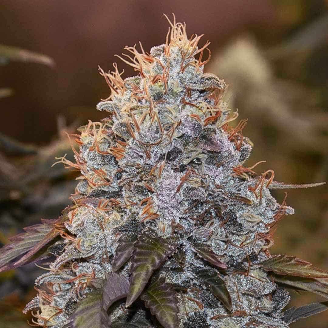 Dichte, harzige Cannabisblüte der Sorte Strawberry Banana Auto mit violetten Nuancen und orangefarbenen Blütenfäden