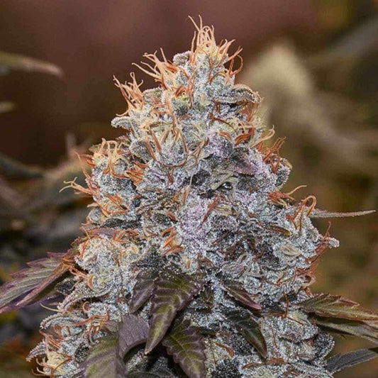 Dichte, harzige Cannabisblüte der Sorte Strawberry Banana Auto mit violetten Nuancen und orangefarbenen Blütenfäden