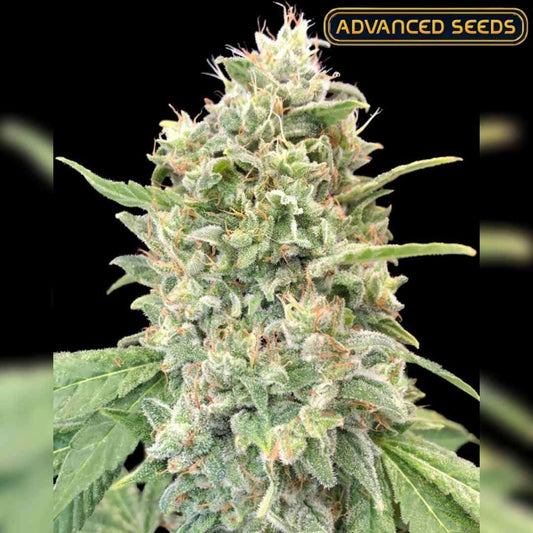 Dicht bewachsener Strawberry Banana Bud mit harzigen Trichomen und orangefarbenen Blütenhaaren.
