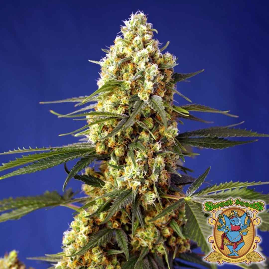 Dichte Blüte der Strawberry Banana Gelato XL Auto mit harzigen, orangefarbenen Trichomen und grünen Zuckerblättern.