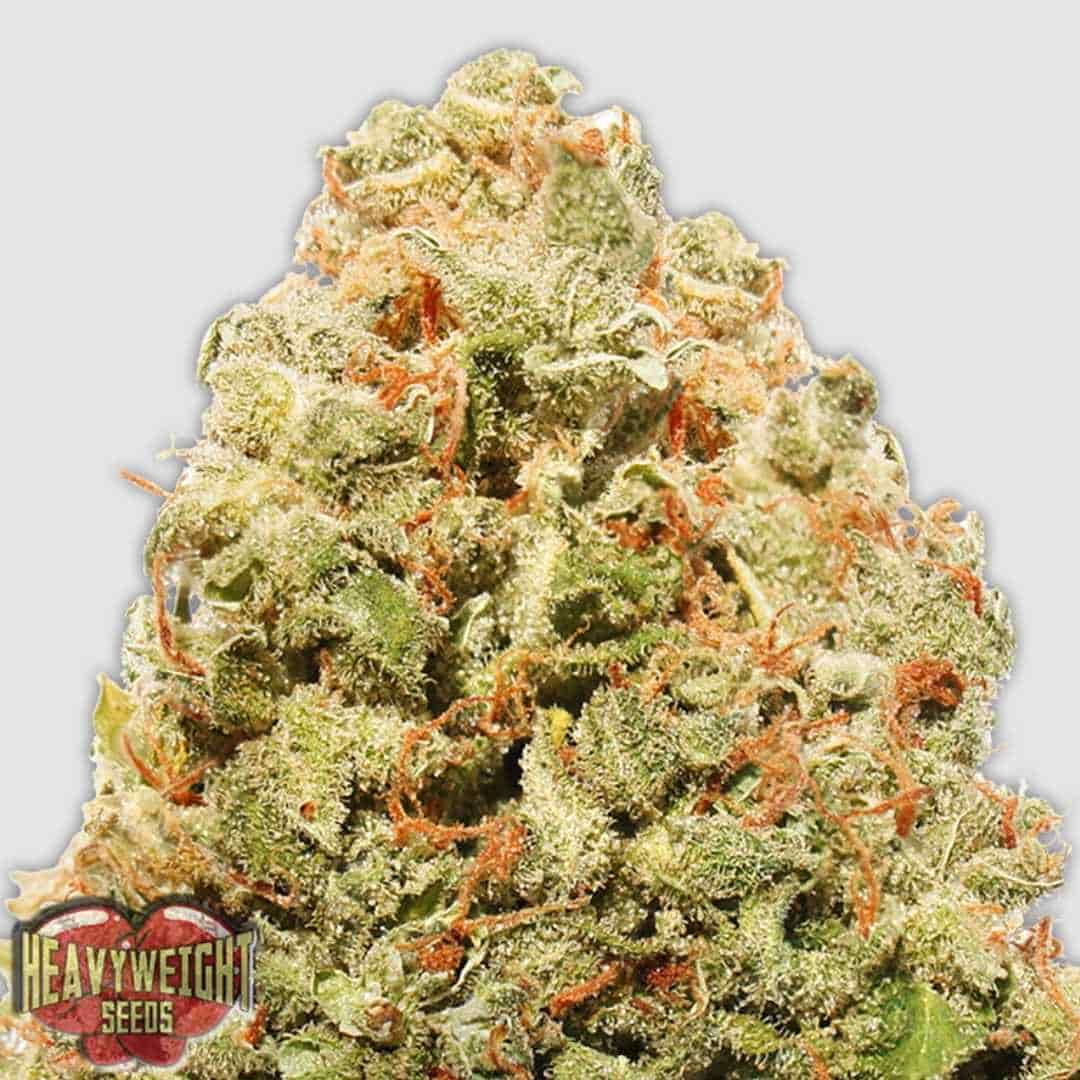 Strawberry Cake Bud mit dichten, harzigen Blüten und orangefarbenen Pistillen