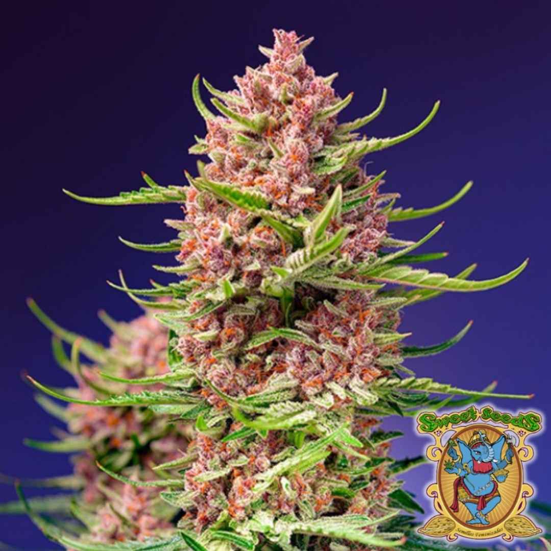 Dicht gewachsene Strawberry Cola Sherbet F1 Fast Version Blüte mit pinken und roten Trichomen.