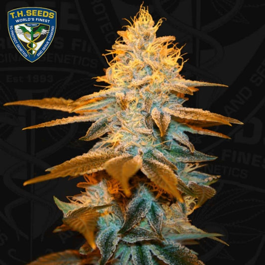 Strawberry Glue Blüte mit dichten Trichomen, orangefarbenen Blütenfäden und kompakten, harzigen Kelchen
